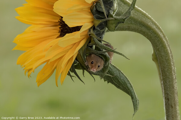 Tiny Harvest Mouse Amidst Sunflower Blooms Picture Board by Garry Bree