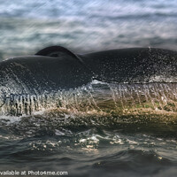 Buy canvas prints of Humpback's Graceful Descent, Cape Cod by Garry Bree
