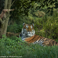 Buy canvas prints of Amur Tiger by Garry Bree