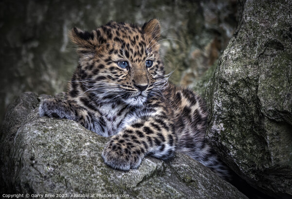 Amur Leopard Cub Picture Board by Garry Bree