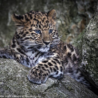 Buy canvas prints of Amur Leopard Cub by Garry Bree