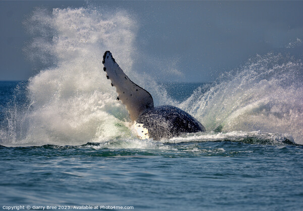 Humpback Whale hits the water. Picture Board by Garry Bree