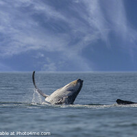 Buy canvas prints of Humpback Whales at play by Garry Bree