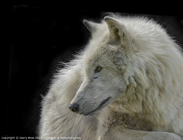 Arctic Wolf Picture Board by Garry Bree