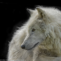 Buy canvas prints of Arctic Wolf by Garry Bree