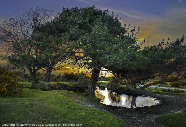 Whitemoor Pond. New Forest, UK Picture Board by Garry Bree