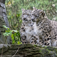 Buy canvas prints of Snow Leopard Cubs by Garry Bree