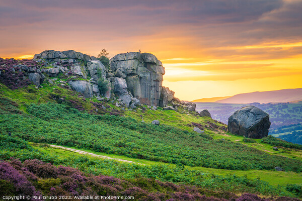 Ilkley Cow and Calf Sunset Picture Board by Paul Grubb