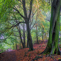 Buy canvas prints of Misty Autumn Forest by Paul Grubb