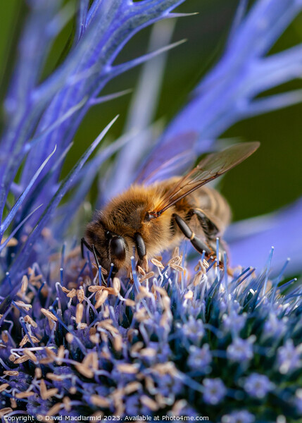 Bee on Sea Holly Picture Board by David Macdiarmid