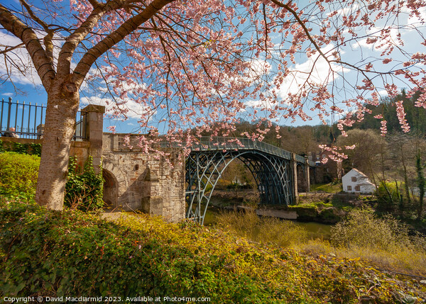 Iron Bridge Blossom Picture Board by David Macdiarmid