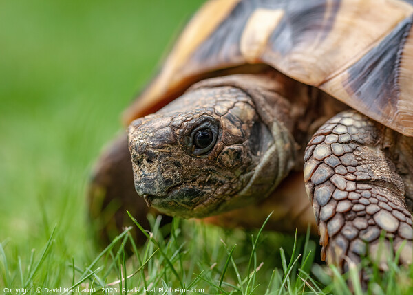 A tortoise in the grass Picture Board by David Macdiarmid