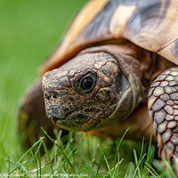 Buy canvas prints of A tortoise in the grass by David Macdiarmid