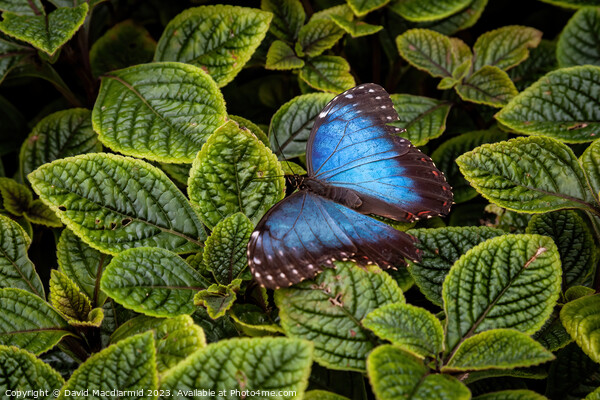 Blue Morpho Butterfly Picture Board by David Macdiarmid
