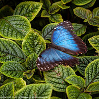 Buy canvas prints of Blue Morpho Butterfly by David Macdiarmid