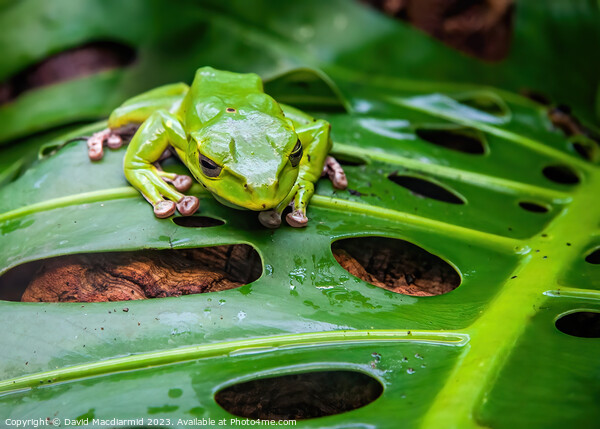 Green Tree Frog Picture Board by David Macdiarmid