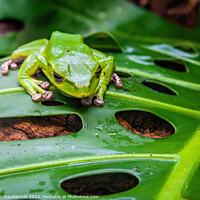 Buy canvas prints of Green Tree Frog by David Macdiarmid