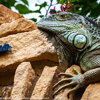Buy canvas prints of Green Iguana and Butterfly by David Macdiarmid
