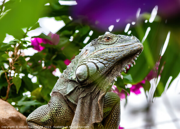 Green Iguana Picture Board by David Macdiarmid