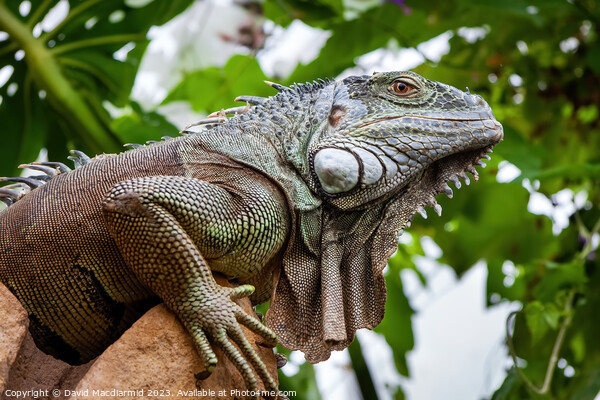 Green Iguana Picture Board by David Macdiarmid