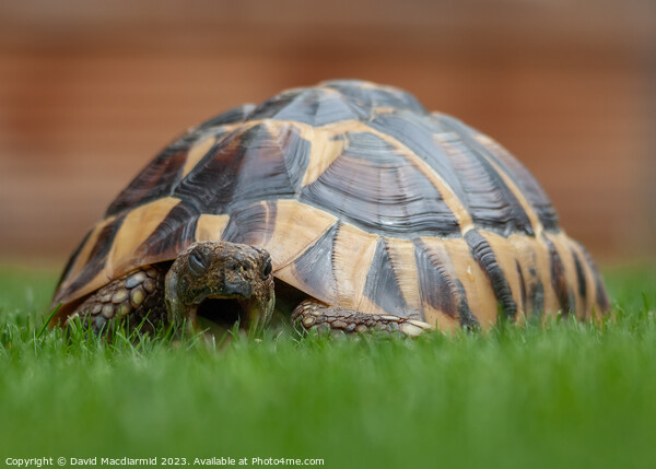 Tortoise eating grass Picture Board by David Macdiarmid