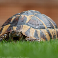 Buy canvas prints of Tortoise eating grass by David Macdiarmid
