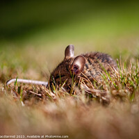 Buy canvas prints of Sleeping Field Mouse by David Macdiarmid