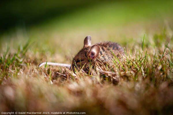 Sleeping Field Mouse Picture Board by David Macdiarmid