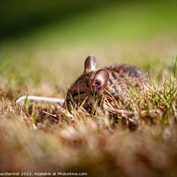 Buy canvas prints of Sleeping Field Mouse by David Macdiarmid