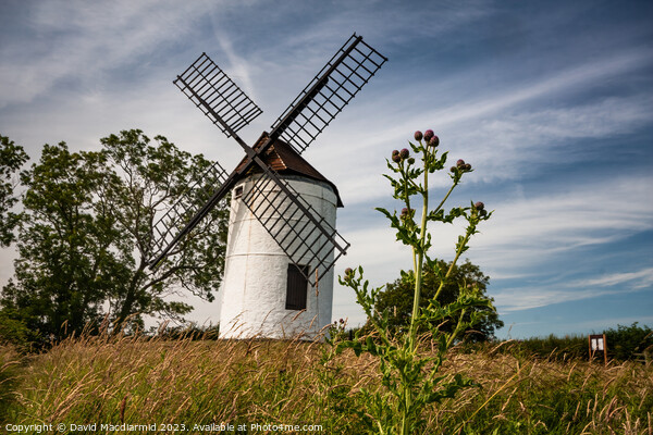 Ashton Windmill, Somerset Picture Board by David Macdiarmid