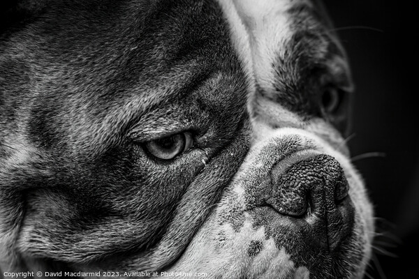 Olde English Bulldogge (Black & White) Picture Board by David Macdiarmid