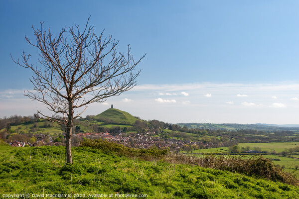 A view from Wearyall Hill to Glastonbury Tor Picture Board by David Macdiarmid