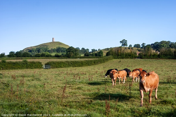 Over the pasture to the Tor Picture Board by David Macdiarmid