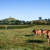 Buy canvas prints of Over the pasture to the Tor by David Macdiarmid