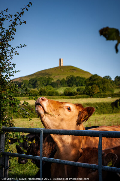 Glastonbury Tor Cows Picture Board by David Macdiarmid