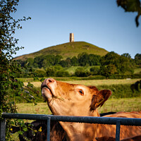 Buy canvas prints of Glastonbury Tor Cows by David Macdiarmid