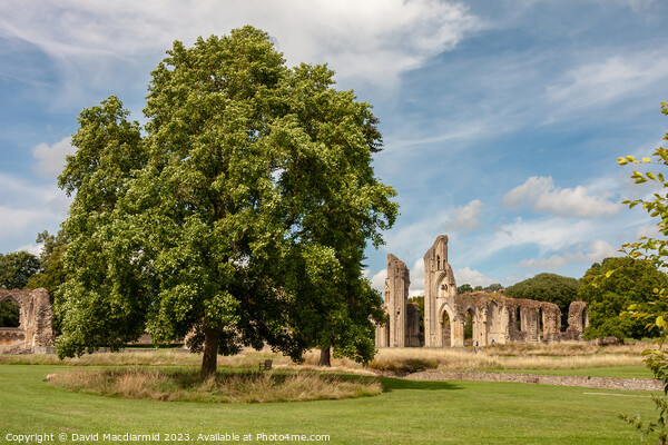 The spectacular ruins of Glastonbury Abbey Picture Board by David Macdiarmid
