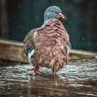 Buy canvas prints of Rainy Day Pigeon by David Macdiarmid