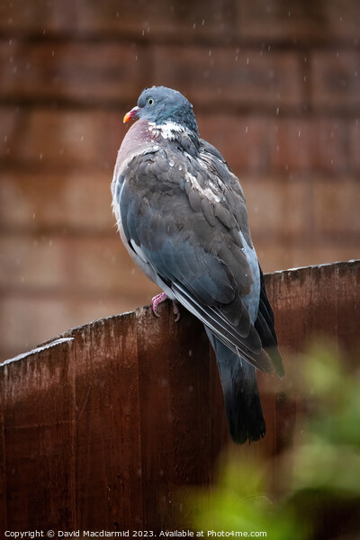Rainy Day Pigeon Picture Board by David Macdiarmid