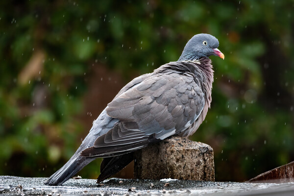 Rainy Day Pigeon Picture Board by David Macdiarmid