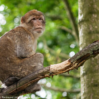 Buy canvas prints of Barbary macaque monkey by David Macdiarmid