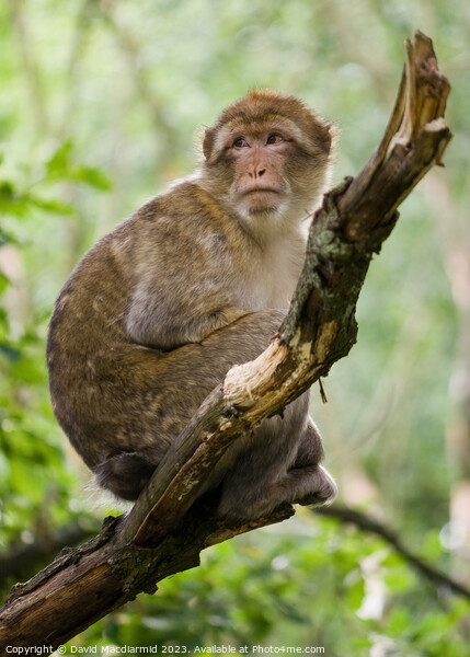 Barbary macaque monkey Picture Board by David Macdiarmid