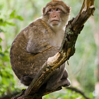Buy canvas prints of Barbary macaque monkey by David Macdiarmid