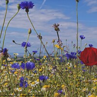 Buy canvas prints of Stogumber wild flowers by Charles Powell
