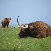 Buy canvas prints of Lundy highland cows by Charles Powell