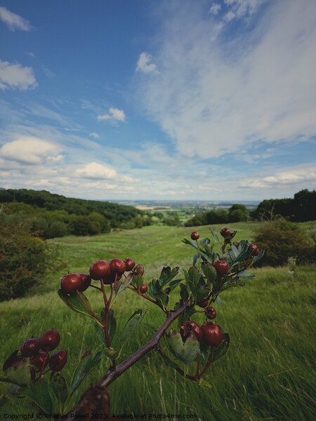 Berries and hills Picture Board by Charles Powell