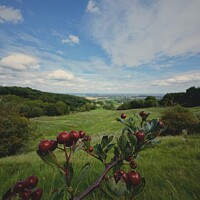 Buy canvas prints of Berries and hills by Charles Powell