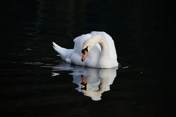 Swan reflecting  Picture Board by Helen Reid