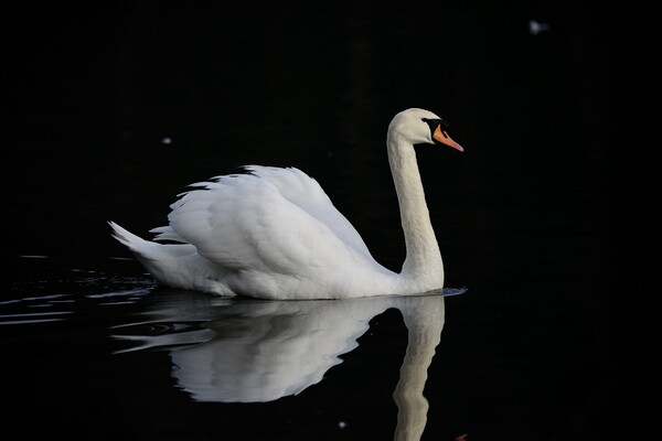 Mute swan Picture Board by Helen Reid
