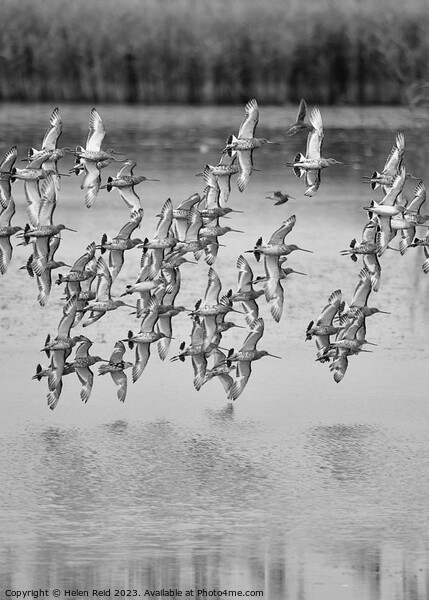 Wader birds in flight Picture Board by Helen Reid